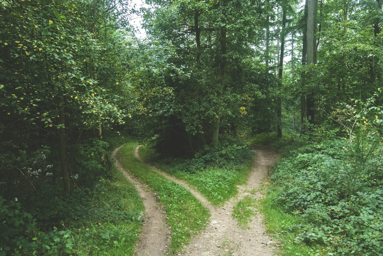 Due sentieri che si dividono in un bosco (foto Jens Lelie, Unsplash)